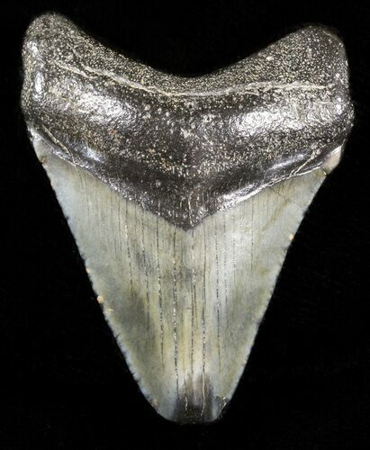 Juvenile Megalodon Tooth - South Carolina #45832